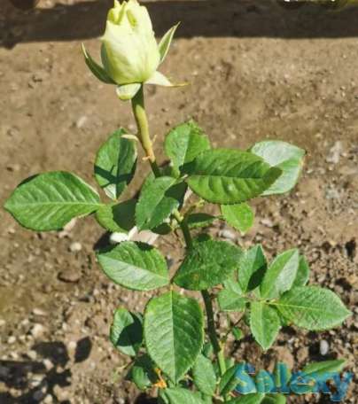 Саженец роза 