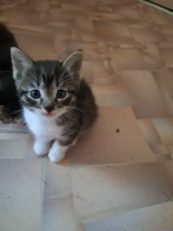 Отдаю домашних котят, фотография 3