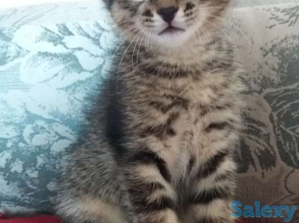 Отдам котят, фотография 1