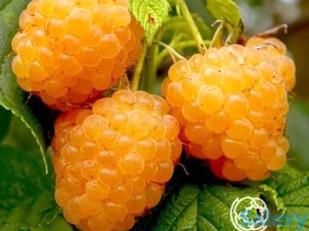 Малина Желтый гигант, фотография 1