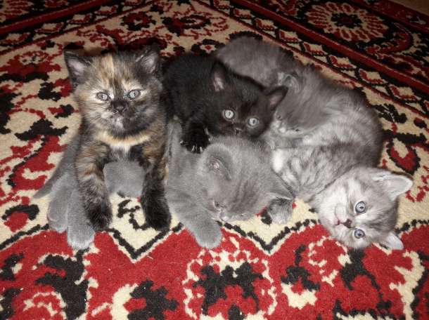  Продаю британских котят, фотография 3