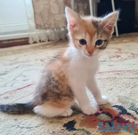 Милый котенок ищет хозяина, фотография 1