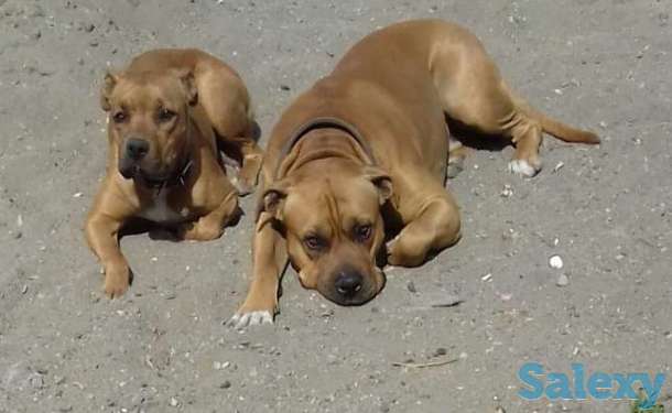 Щенки, фотография 1