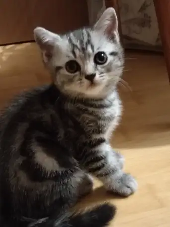 Продаются Шотландские котята, фотография 3