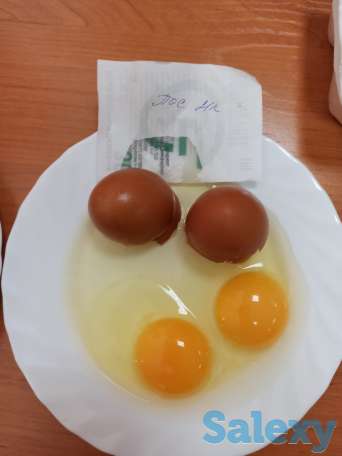 яйцо оптом, фотография 1