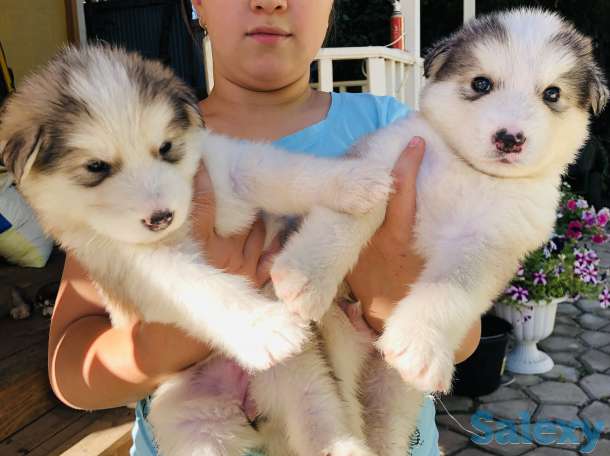 Щенки породы аляскинский маламут, фотография 1
