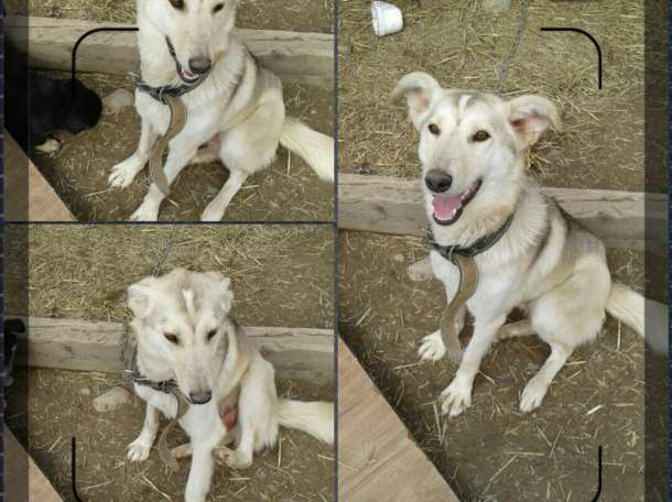Собаки из приюта  свет надежды, фотография 11