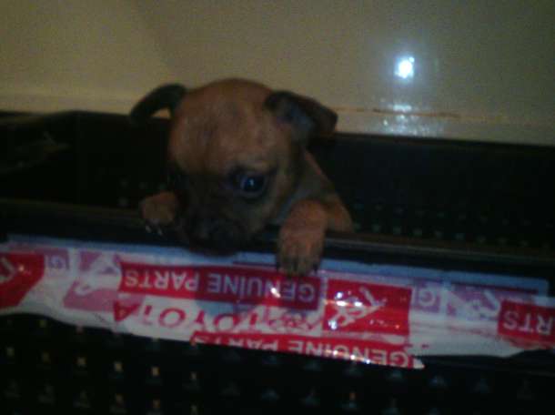 собачку срочно, фотография 6