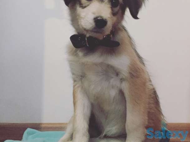 Отдам щенка в хорошие руки!, фотография 2