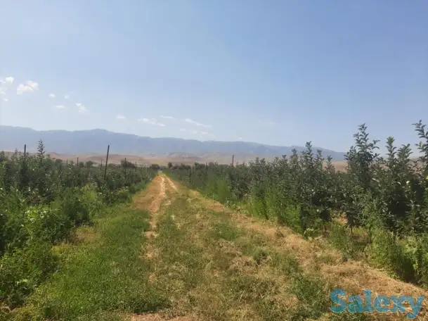 Плодоносящие интенсивный яблоневый и косточковый сады, фотография 3