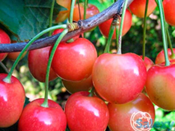 Черешня брянская розовая, фотография 1