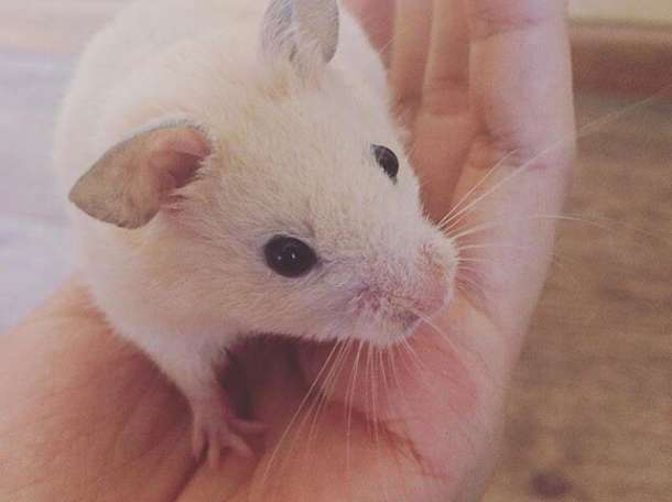 Отдам хомячка в хорошие руки, фотография 1