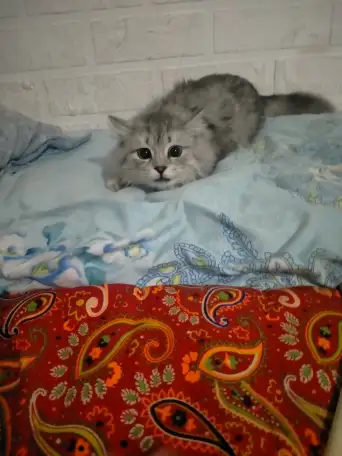 Шотландский прямоухий, фотография 6