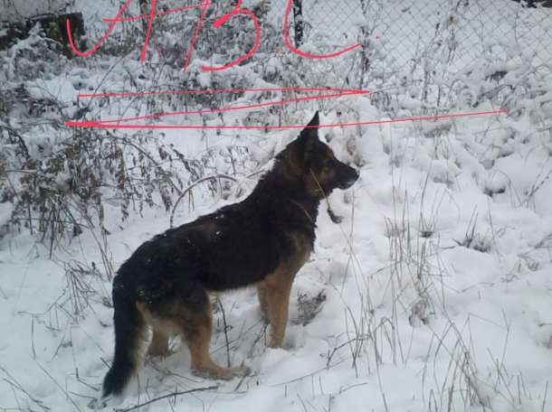 Пропала собака!!!, фотография 3