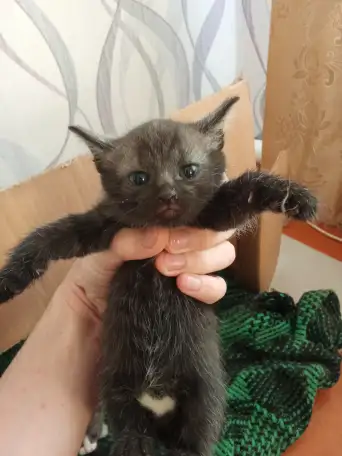 Отдам котят в добрые руки., фотография 2