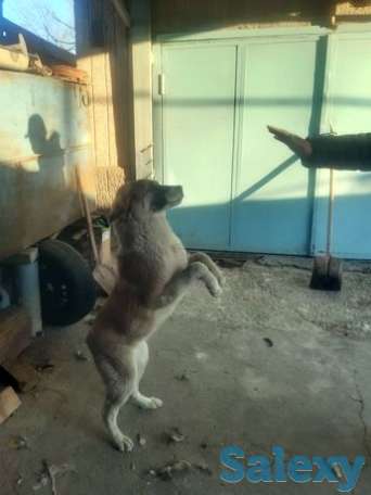 Байцовскии Щенок Алабай - можно обмен предлогайте, фотография 1