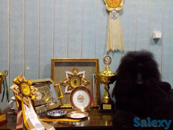 щенки королевского пуделя, фотография 5