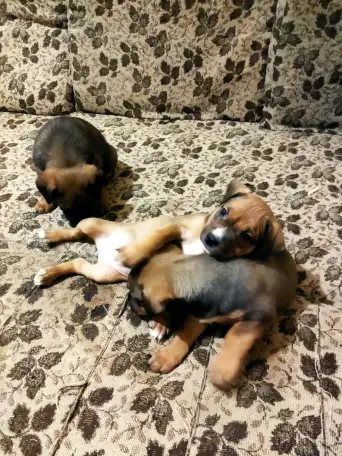 Породистые щенки, фотография 9