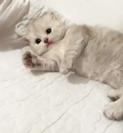 Шотландские чистокровные котята, котенок  редкие окрасы, фотография 6