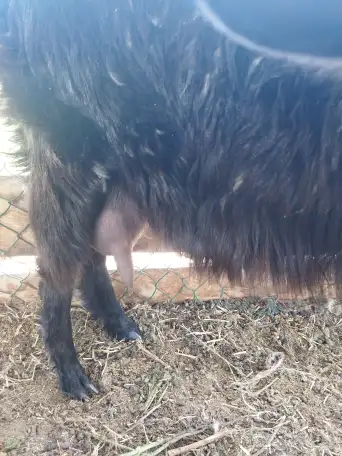 Продам козу молочной породы, фотография 2