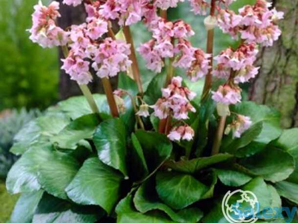 Бадан Беби Долл, фотография 1