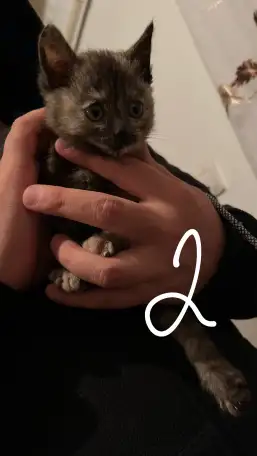 6 котят Девочки Есть домашнюю еду молококорм приучена к лоткуигривыемышеловки, фотография 1