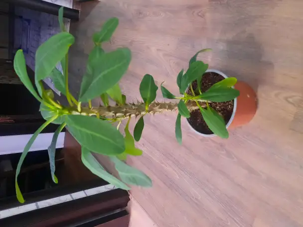 Комнатные декоративно-лиственные и цветущие растения, фотография 5