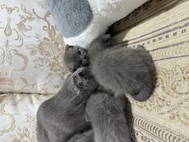 pavlenko100495icloud.com, фотография 3