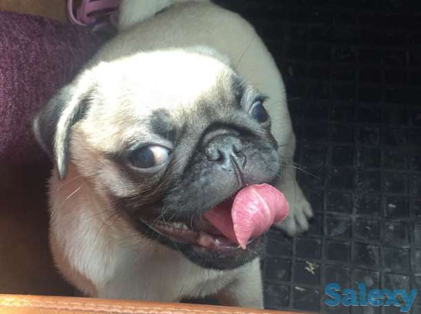 Продам щенков мопса, фотография 1