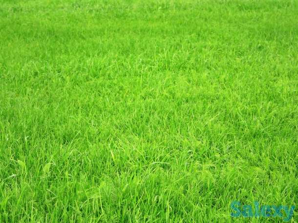 Многолетний газон, фотография 1