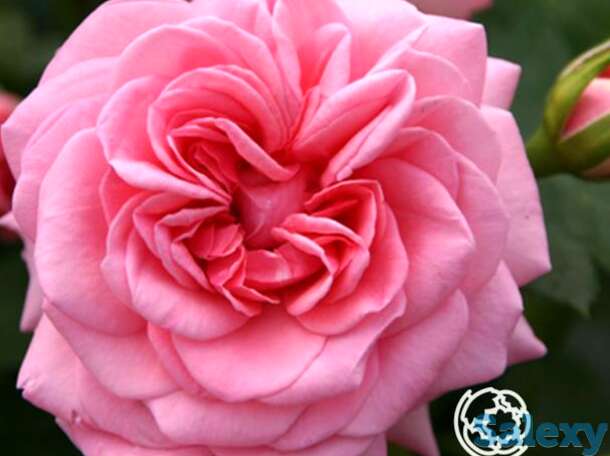 Роза мамма миа, пулсен, фотография 1