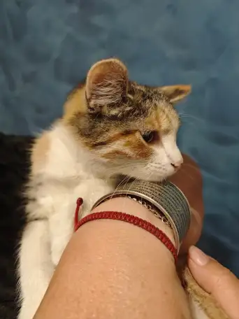 Отдам прекрасных котят в хорошие руки, фотография 4