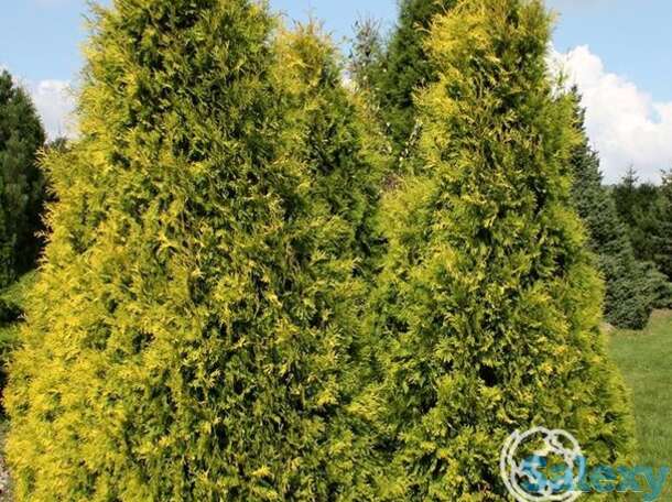 Туя западная еллоу риббон., фотография 1