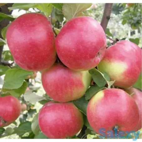 Саженец яблони 