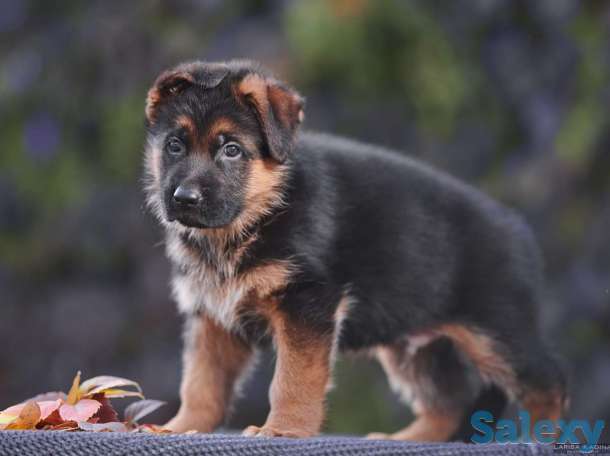 Немецкой овчарки щенков, фотография 4