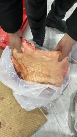 лошади согым, фотография 4