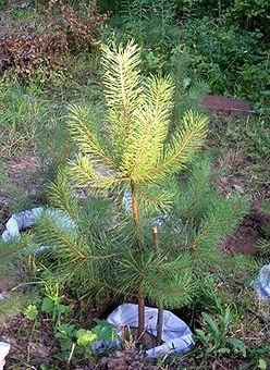 Продам саженцы, фотография 1