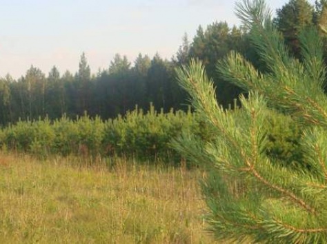 Новогодние елочки опт 1100тенге,розница 1300тенге, фотография 1