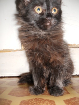 Отдам милого котенка!, фотография 2