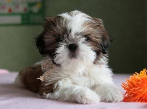 продаю шит - цу, фотография 1