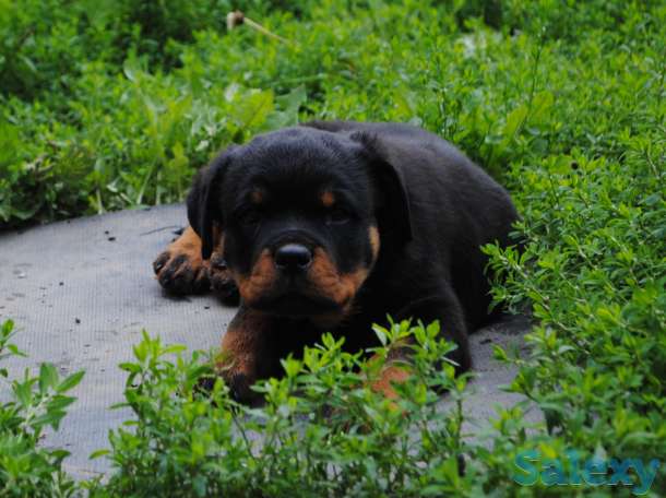 Щенки ротвейлера, фотография 1