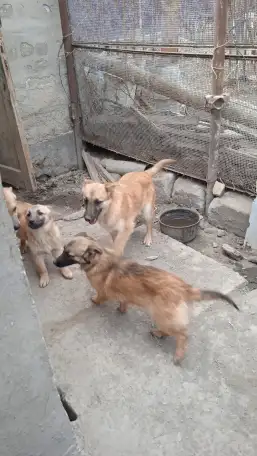 Щенки в добрые руки, фотография 1