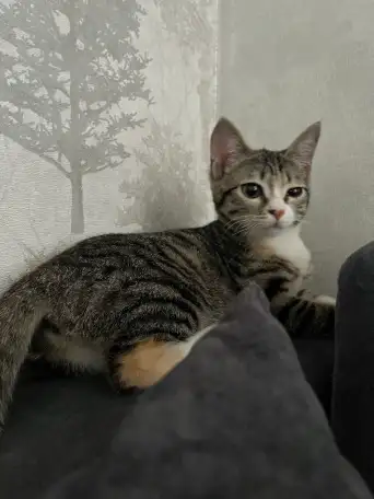 Бесплатно котята! Британец и бенгальская порода, фотография 5