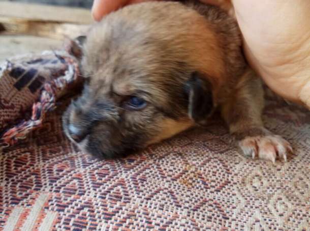 Собаки из приюта  свет надежды, фотография 2