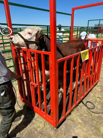 Автомобильные, платформенные, КРС весы, фотография 8