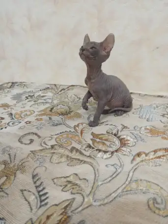 Очень ласковая кошечка сфинкс, ждёт своих хозяев!!!, фотография 1