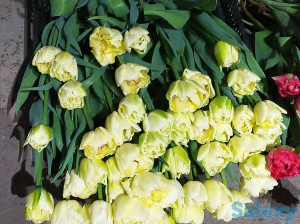 Тюльпаны оптом к 8 марта, фотография 16