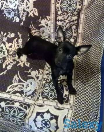 Продам щенка карликовый пинчер девочка ,приучена к выгулу., фотография 1