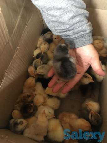 цыплята от домашних кур. балапан уйдін тауыктарынан, фотография 2