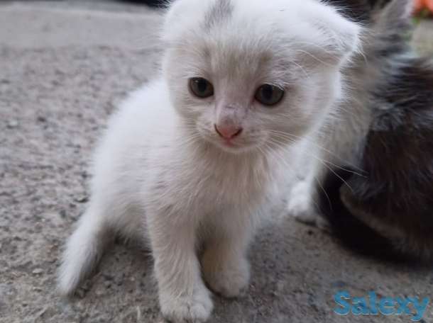 котенок вислоухий, фотография 1